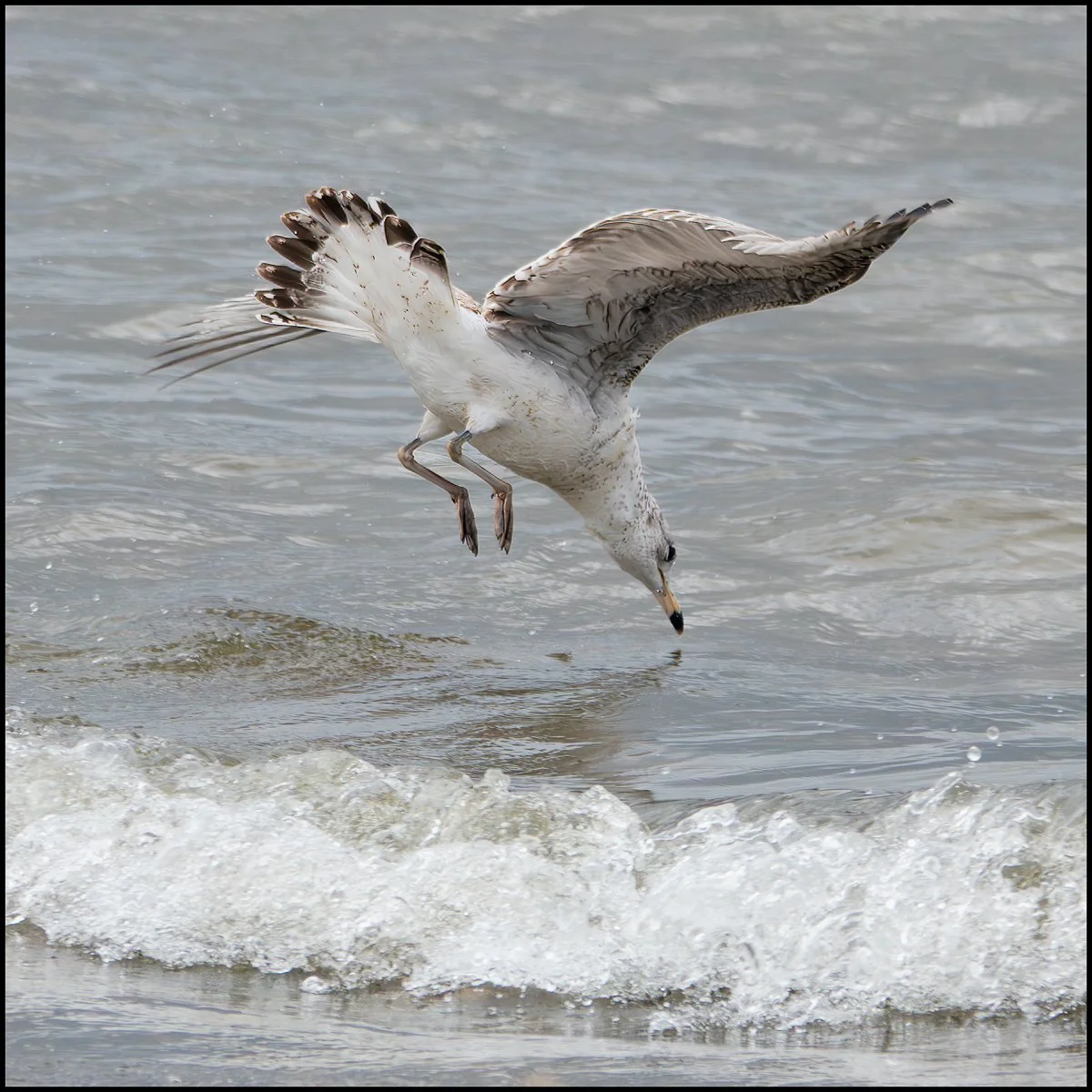 seagull (1 of 1).jpg