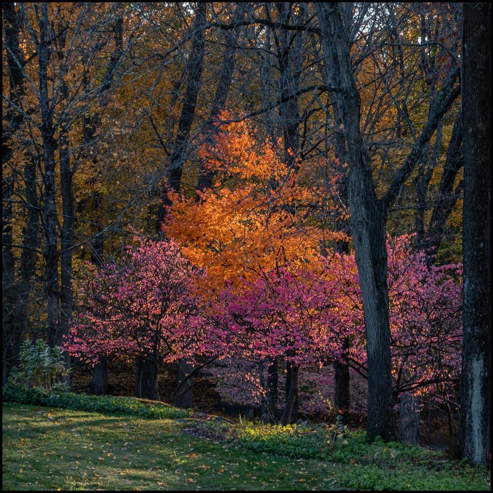 Fall Colors.  Central Drive, Briarcliff Manor, NY.  November 2025