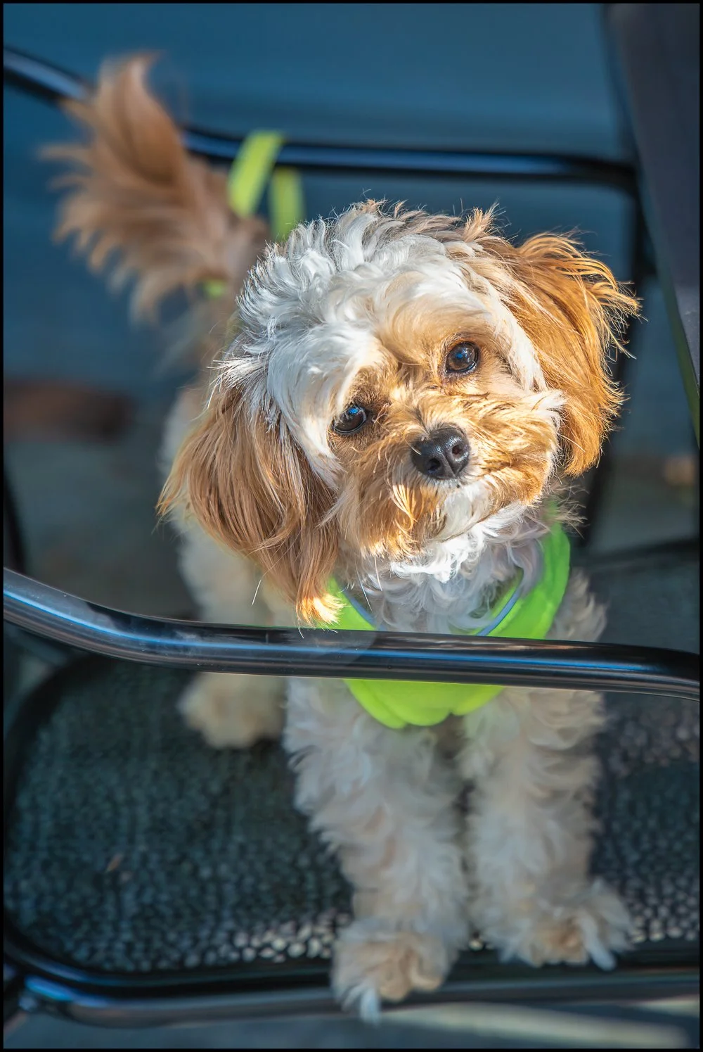 Colby.  Briarcliff Manor, NY, October 2025