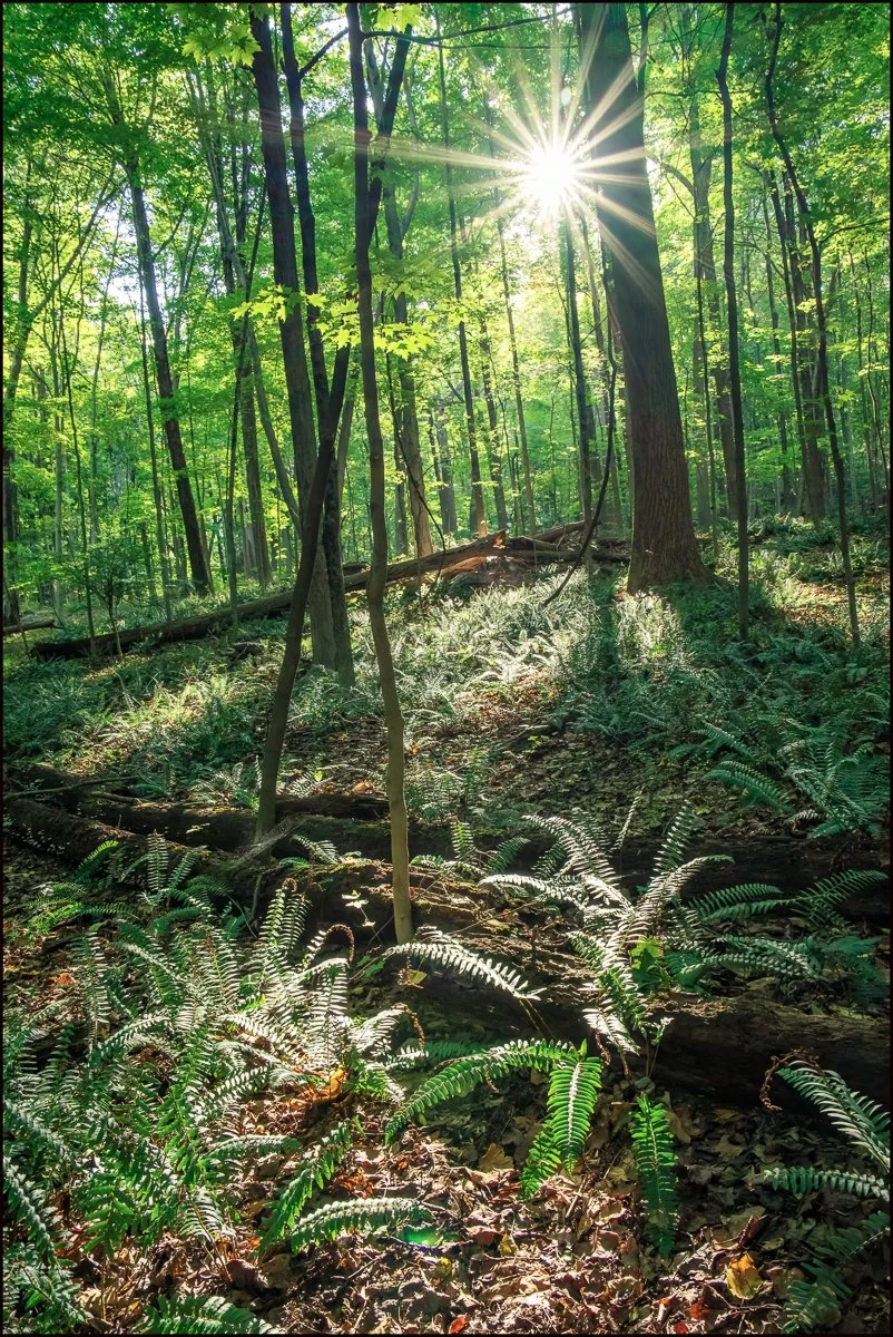 Hardscrabble Wilderness Area - Color — Howard Dale Photography