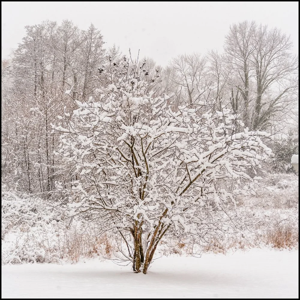 firstsnow2025 (5 of 28).jpg