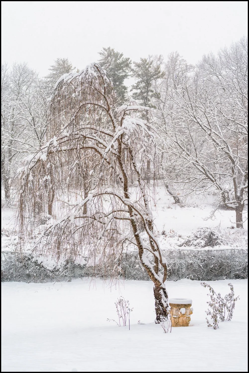 firstsnow2025 (3 of 28).jpg