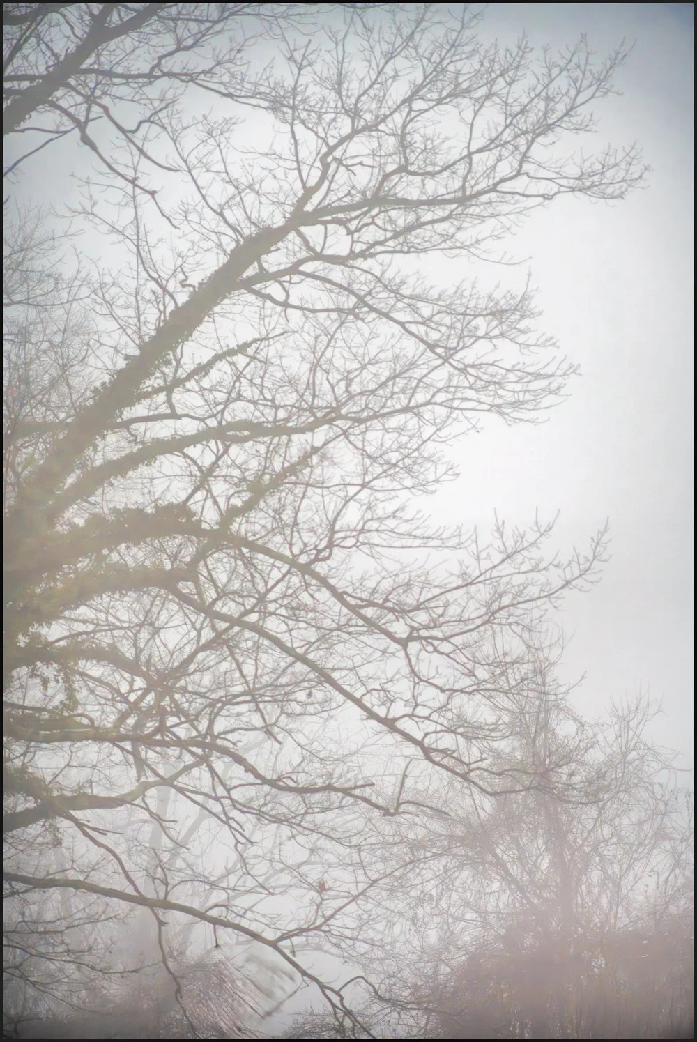 View from my house on a foggy day.  December 2025