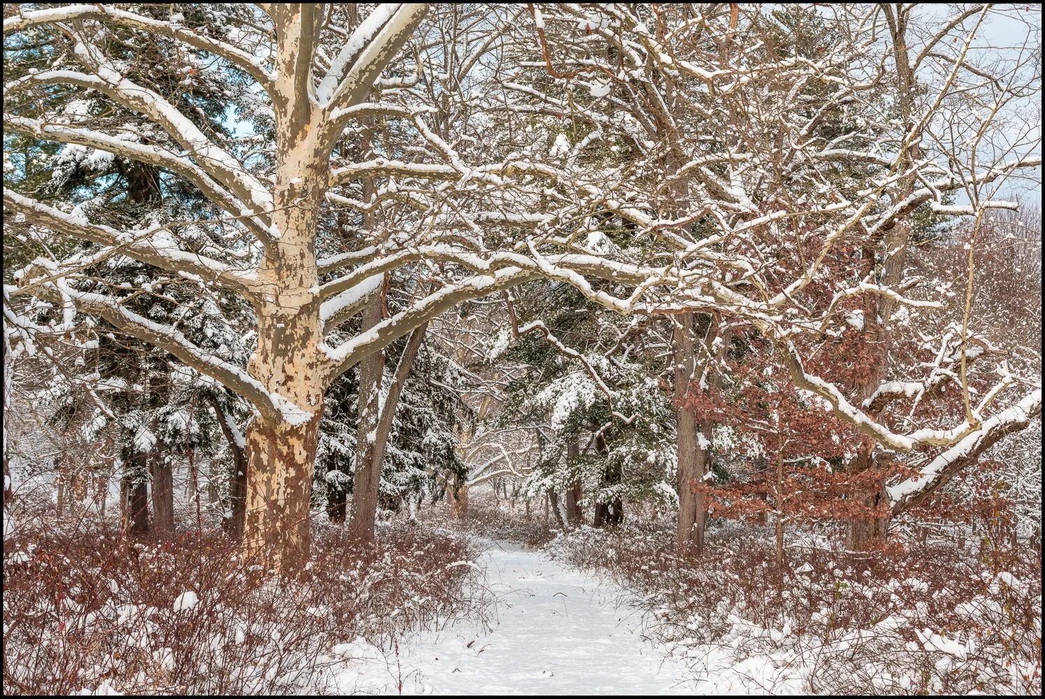 firstsnow2025 (16 of 28).jpg