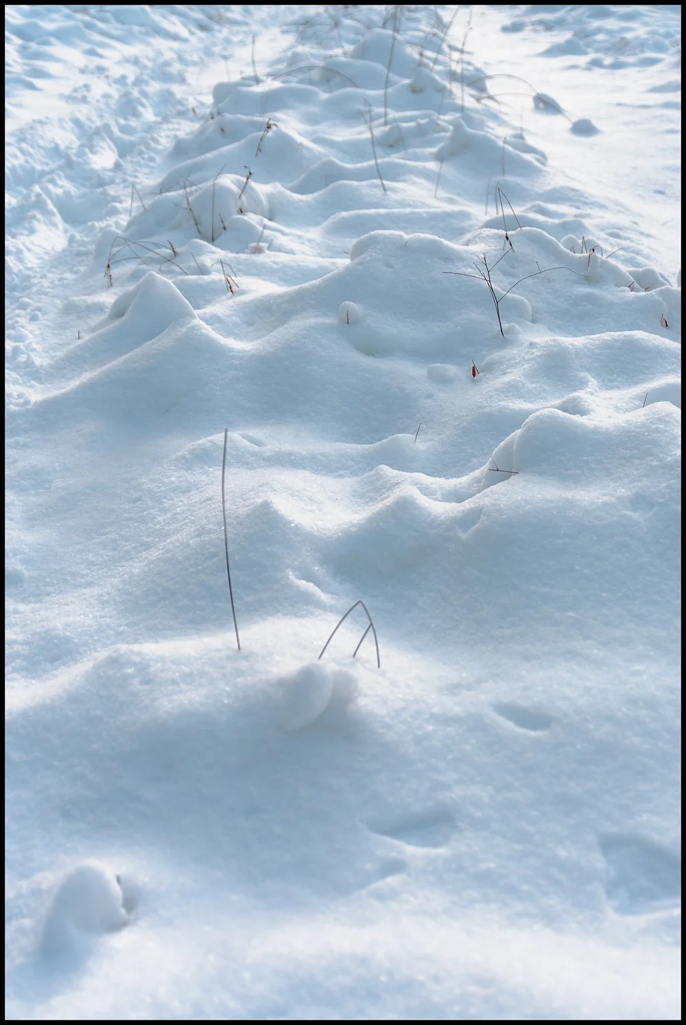 firstsnow2025 (26 of 28).jpg