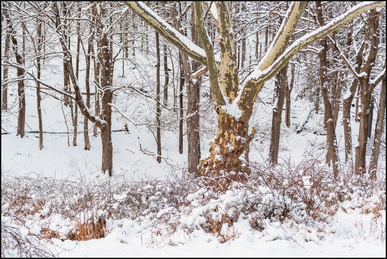 firstsnow2025 (21 of 28).jpg