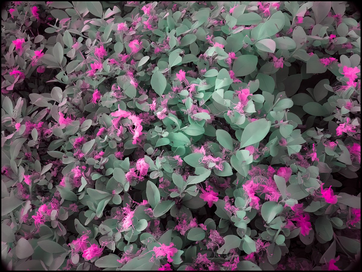 ifrared-false-color-selects (29 of 32).jpg