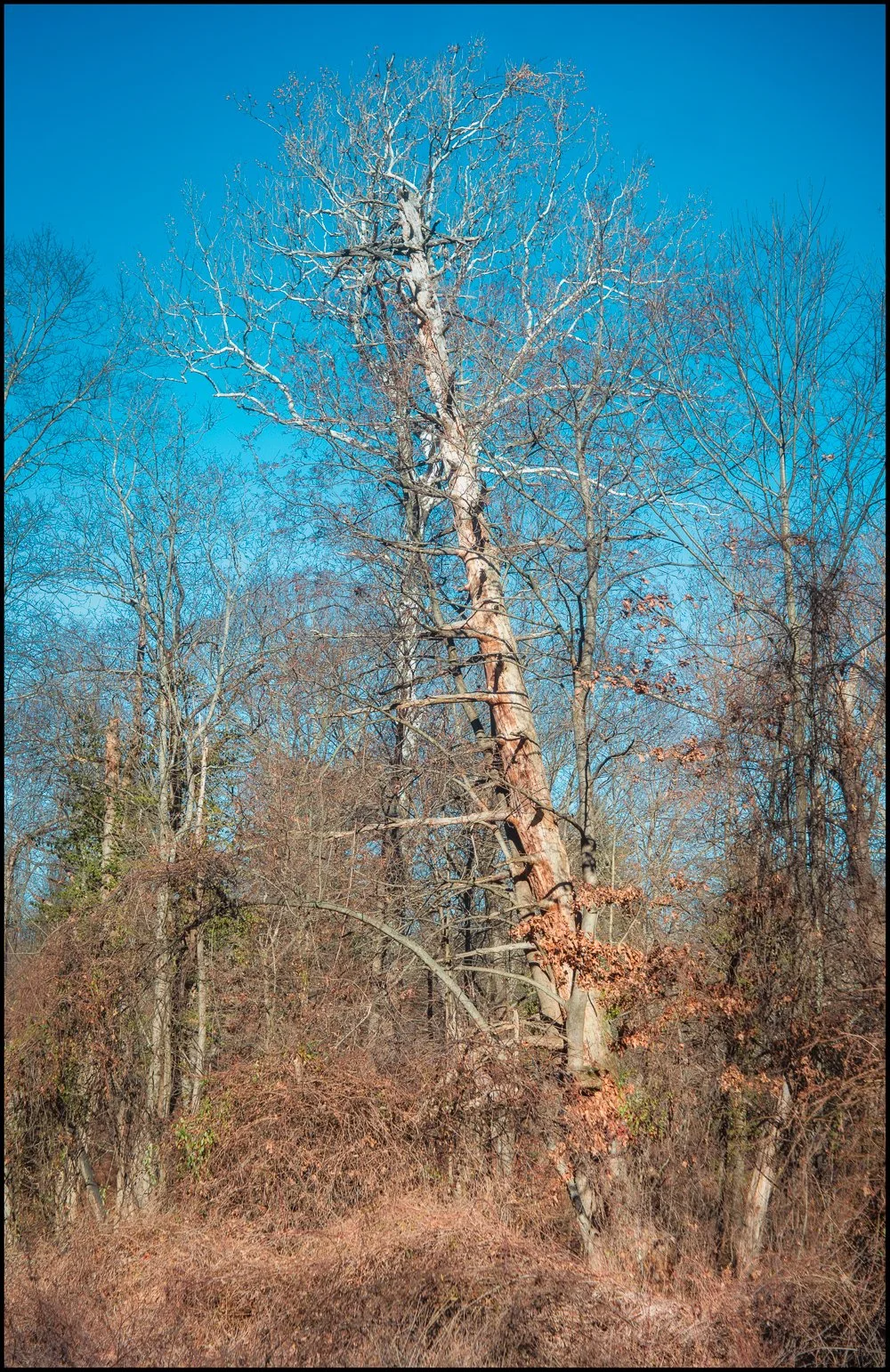 industar22 (10 of 17).jpg