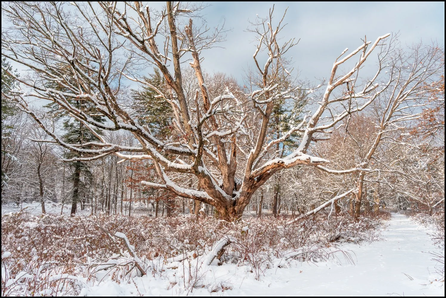 firstsnow2025 (13 of 28).jpg