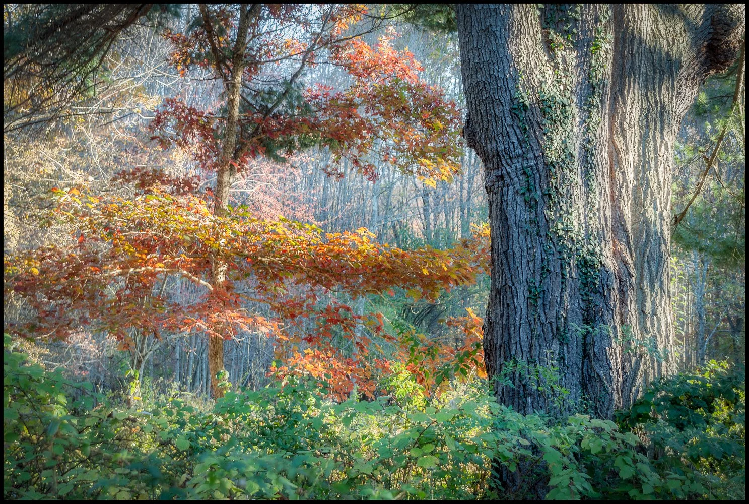 Fall Foliage.  Briarcliff Manor, NY, October 2025