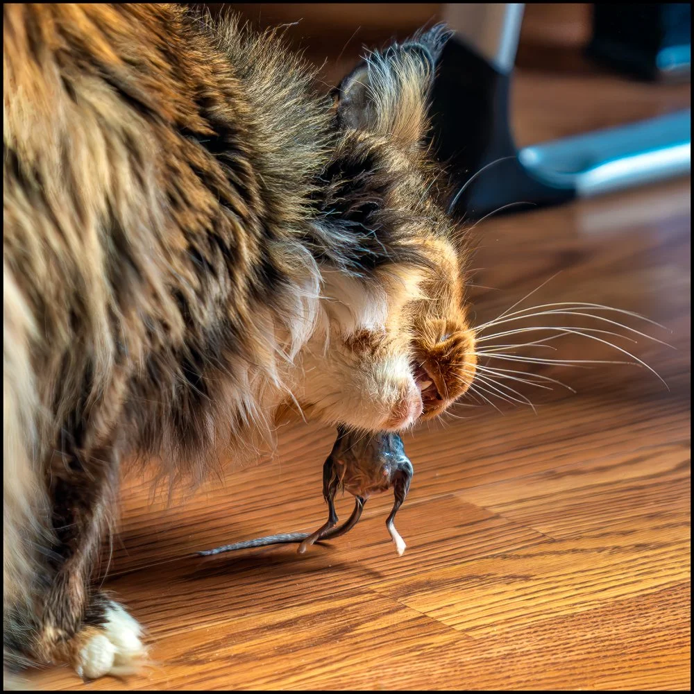Cat and Mouse.  Briarcliff Manor, NY, October 2025