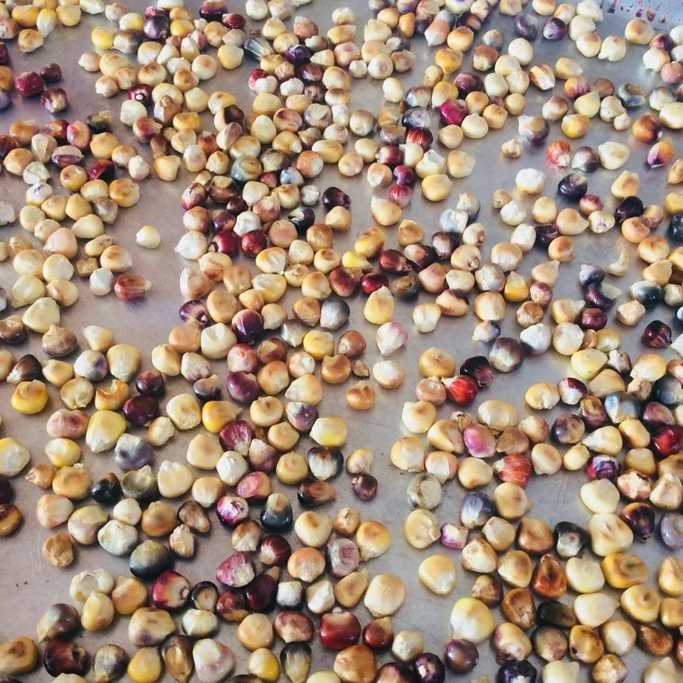 I know of no happier thing than roasted corn.