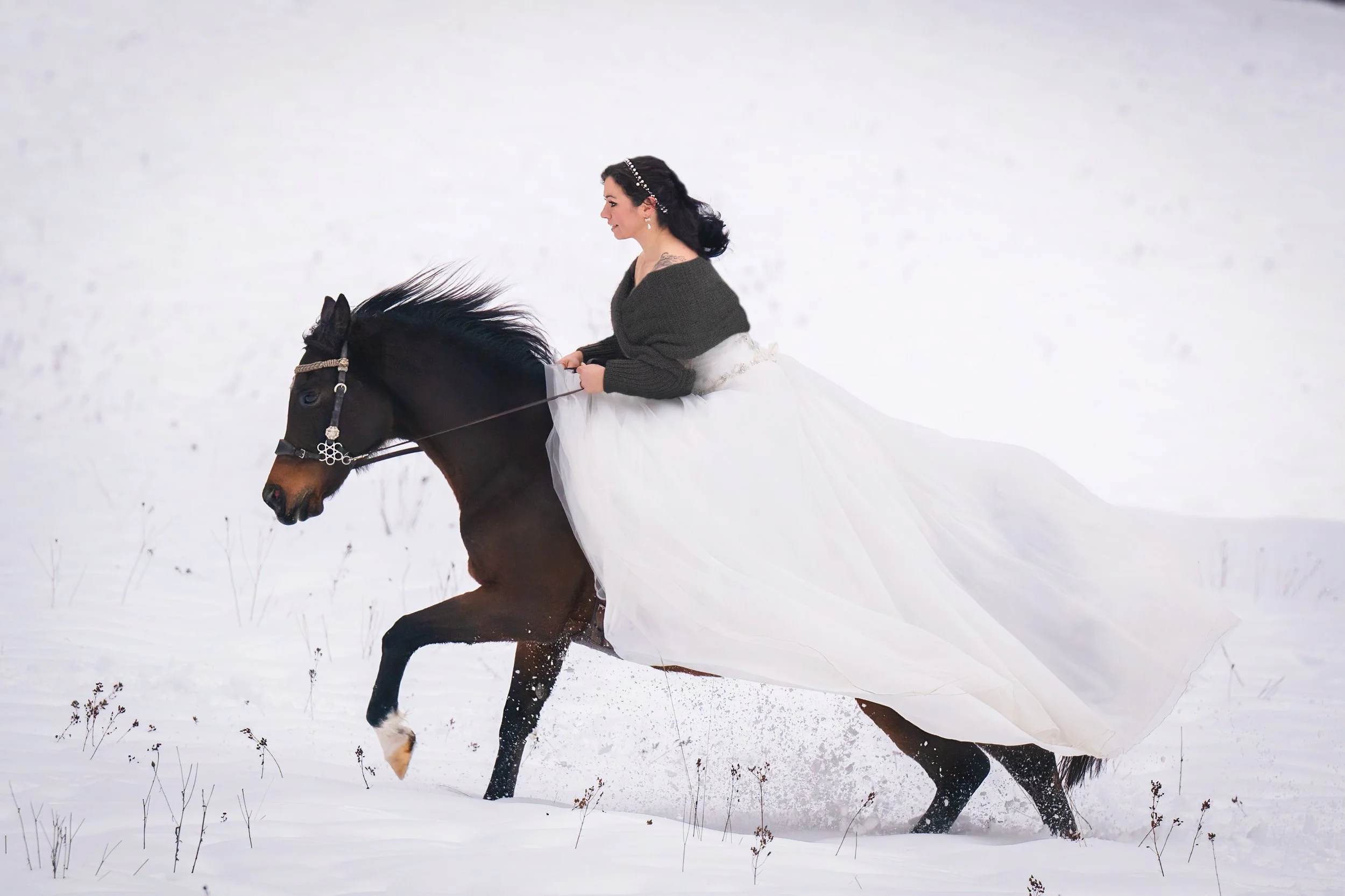 Tierfotografie. Fotoshooting mit Pferd