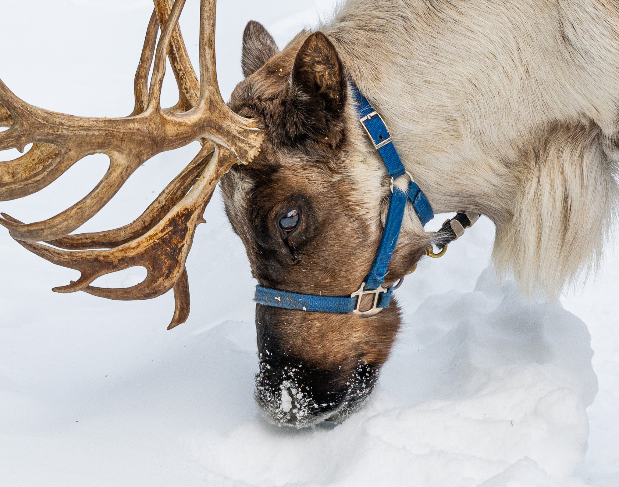 REINDEER