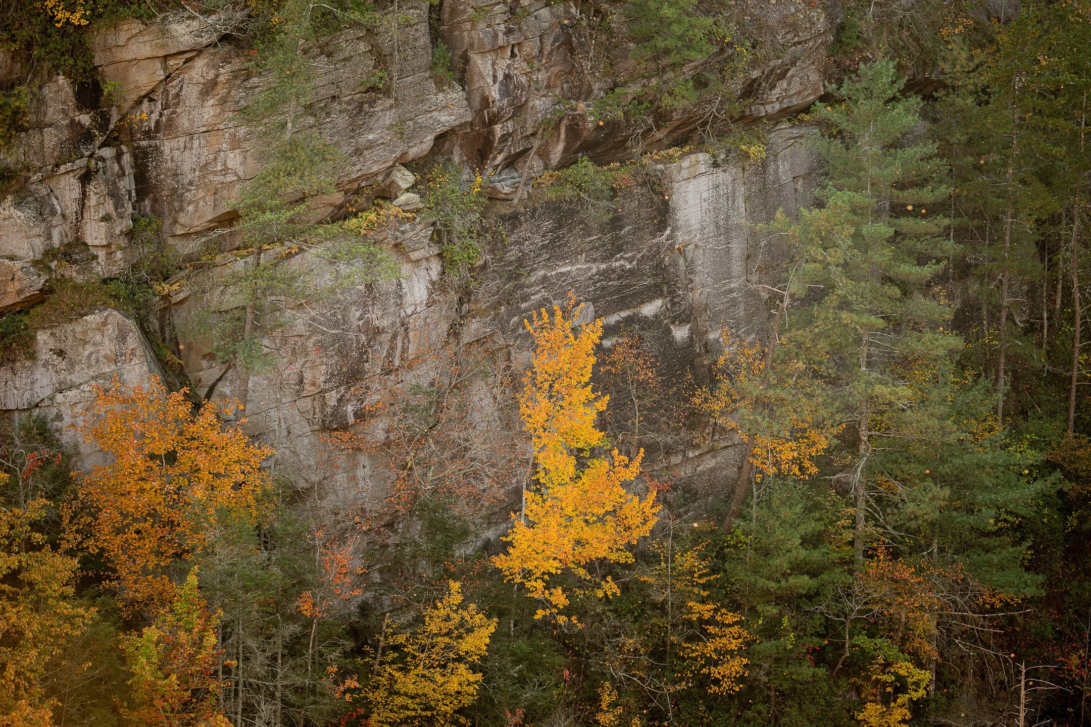 THE FOREST IN OCTOBER'S BREATH