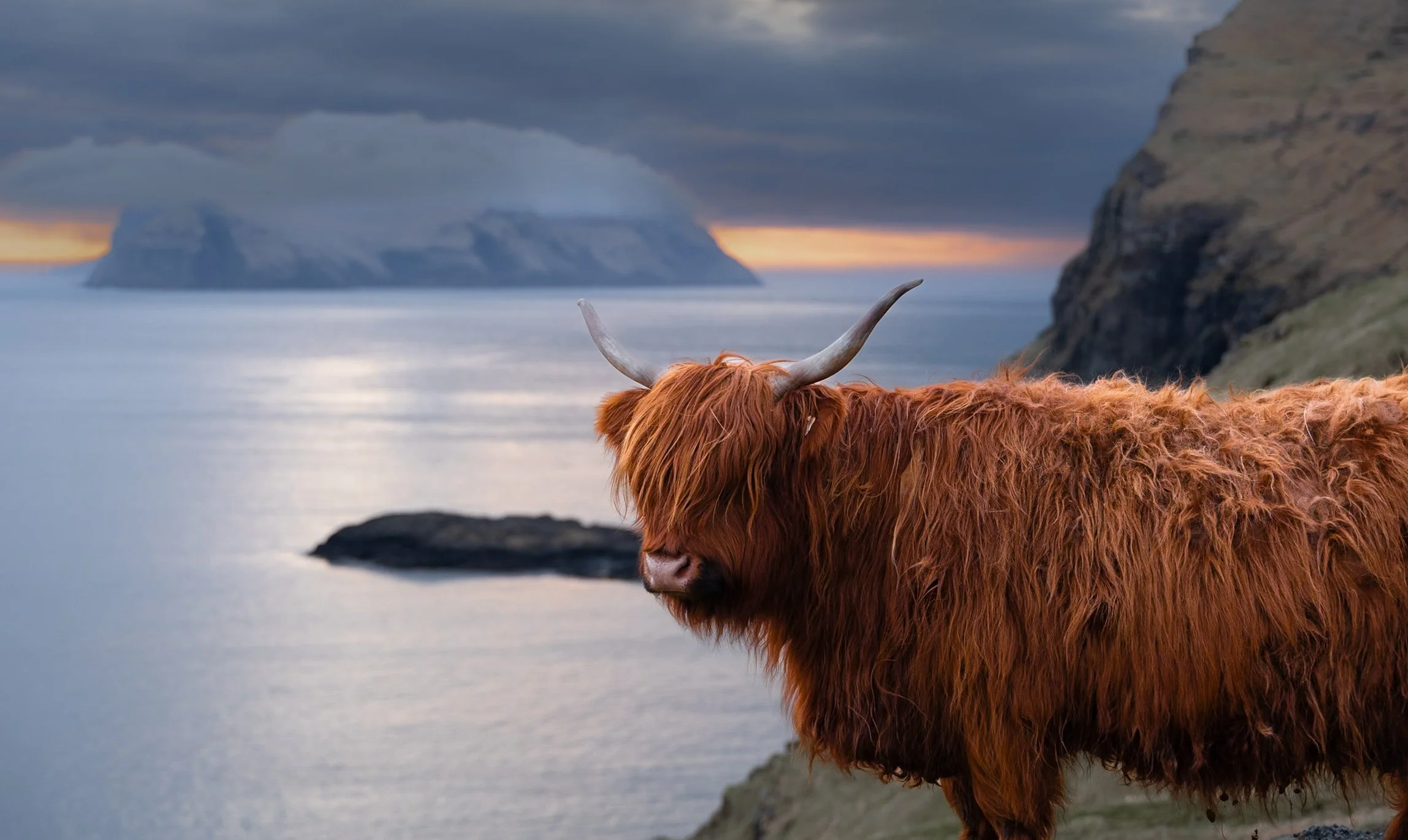The Coo