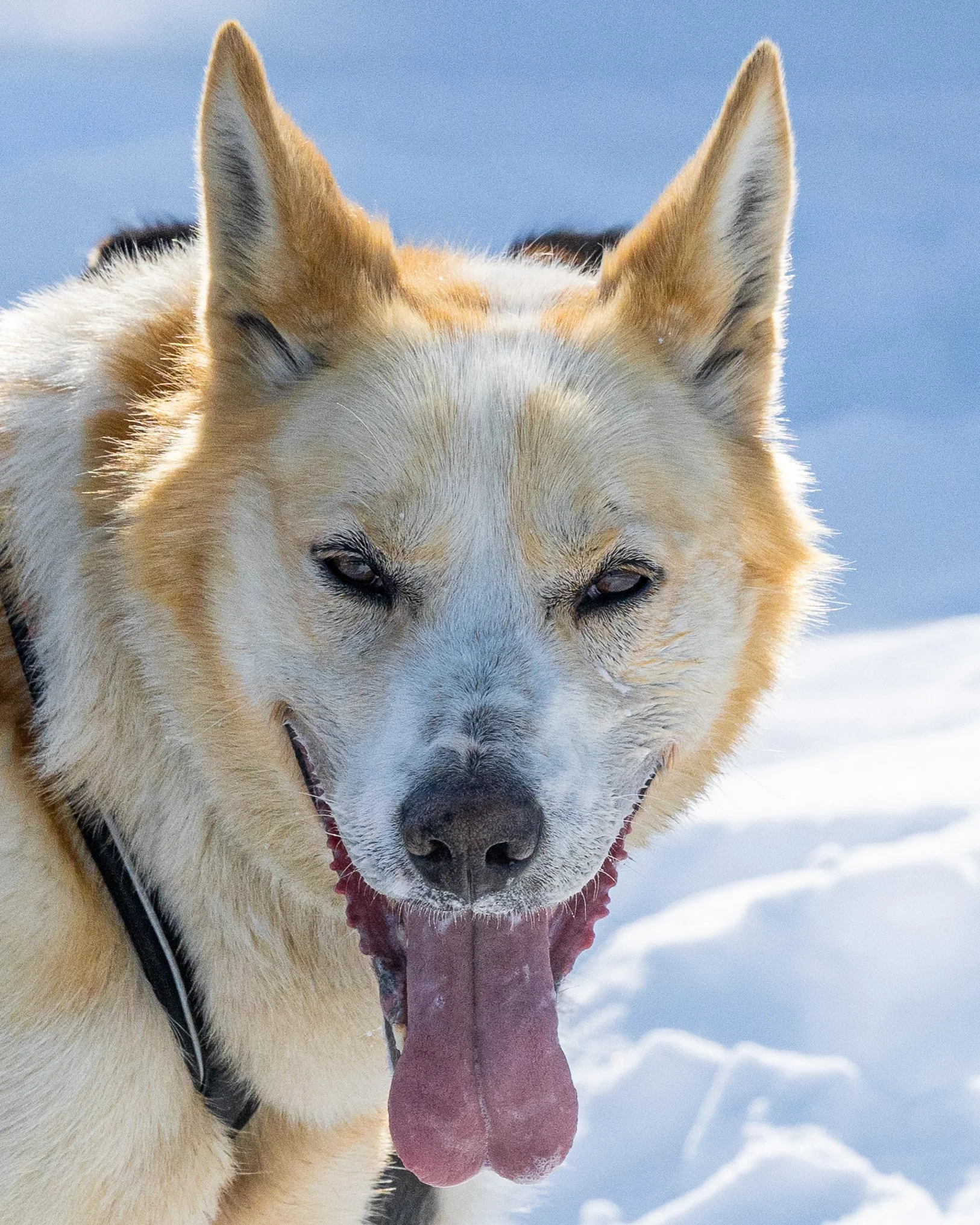 ALASKA SLED DOG