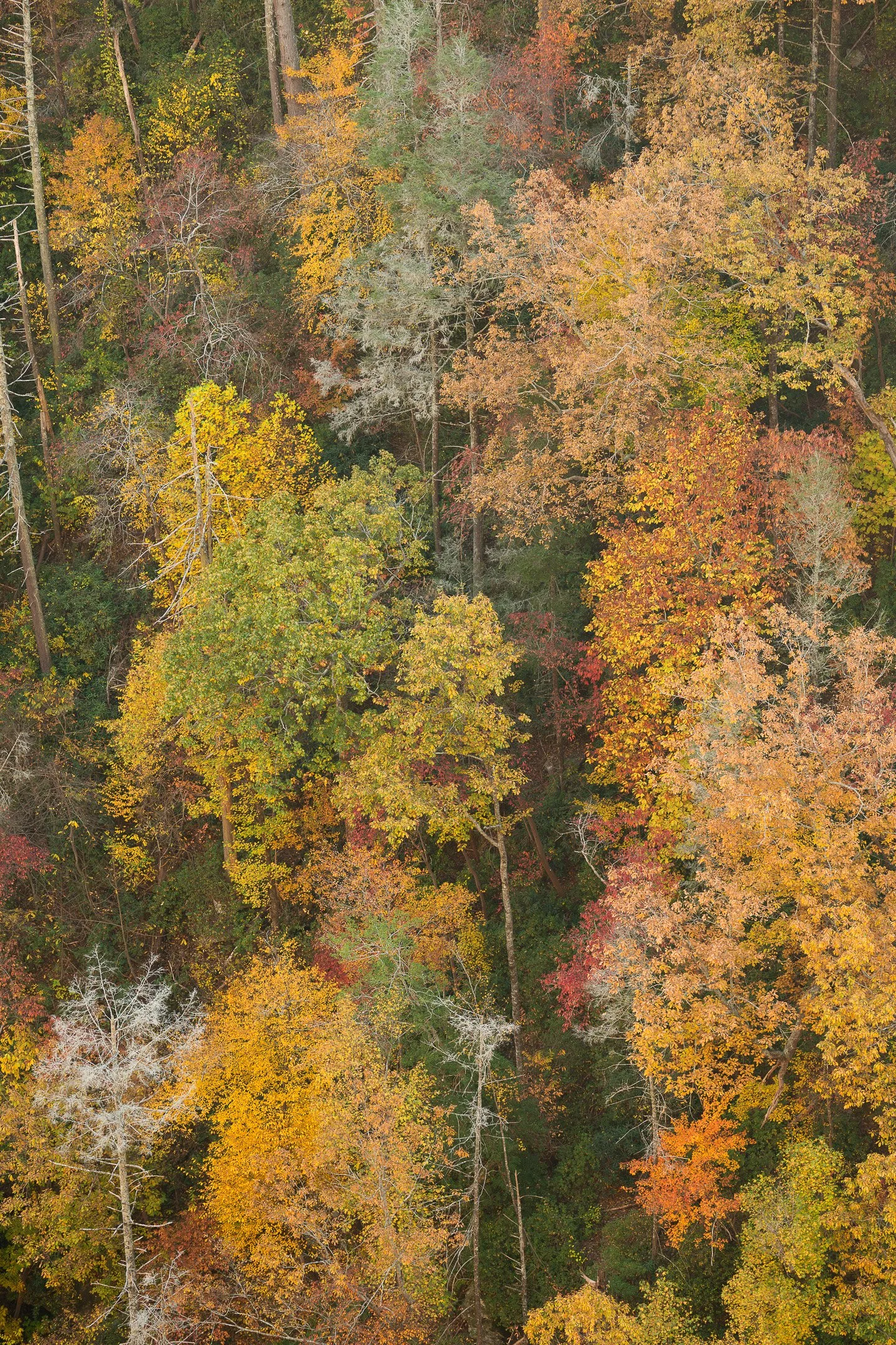OCTOBER IN THE WOODS