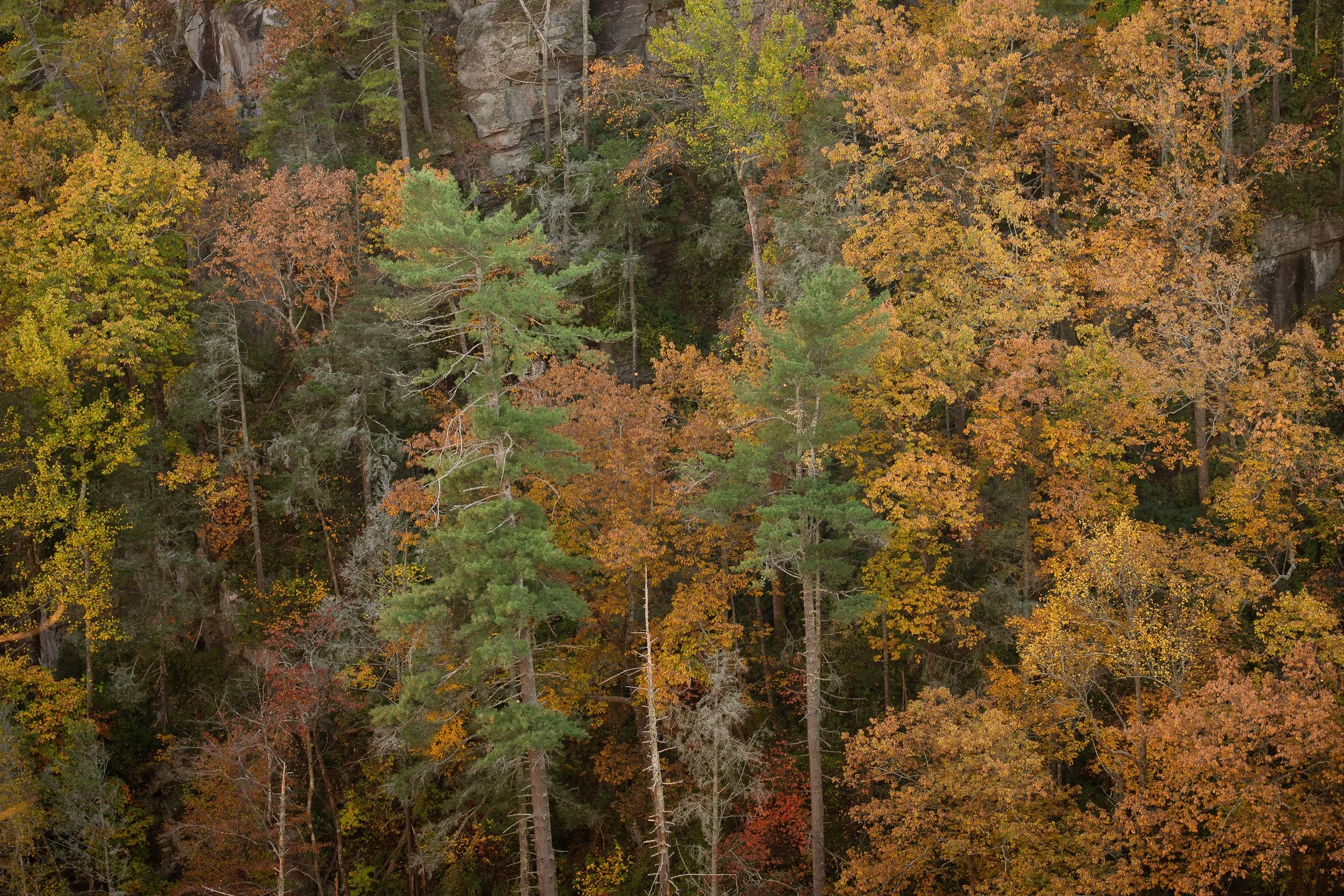 AMONG THE TURNING LEAVES