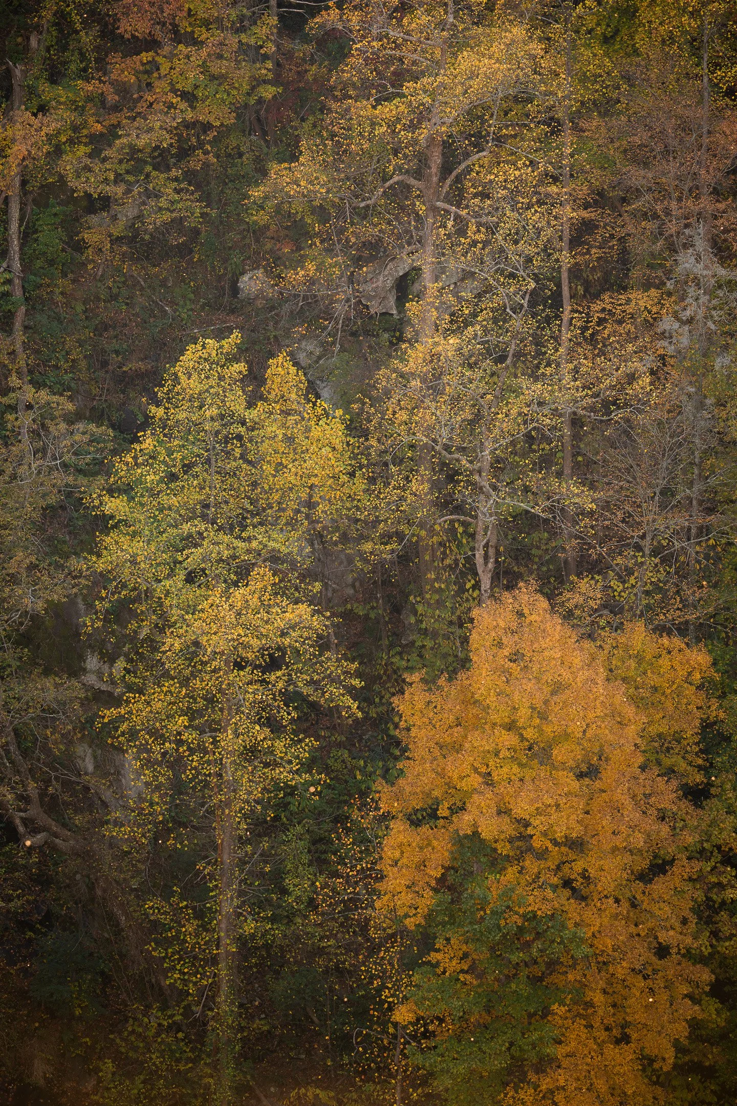 WHERE THE LEAVES REMEMBER