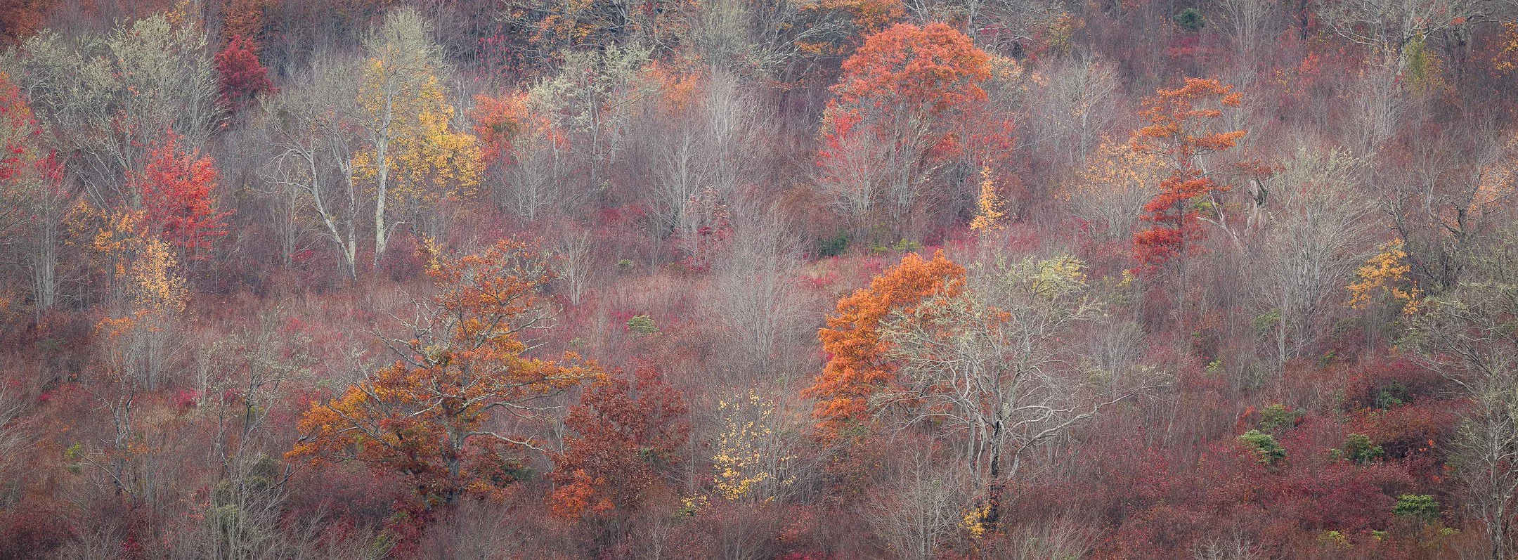BRANCHES OF BURNT ORANGE