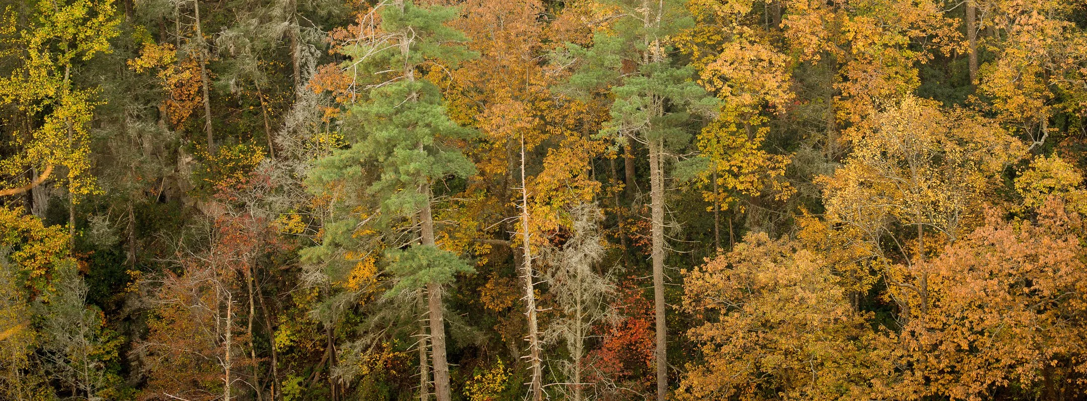 FOREST FLOOR OF FIRE