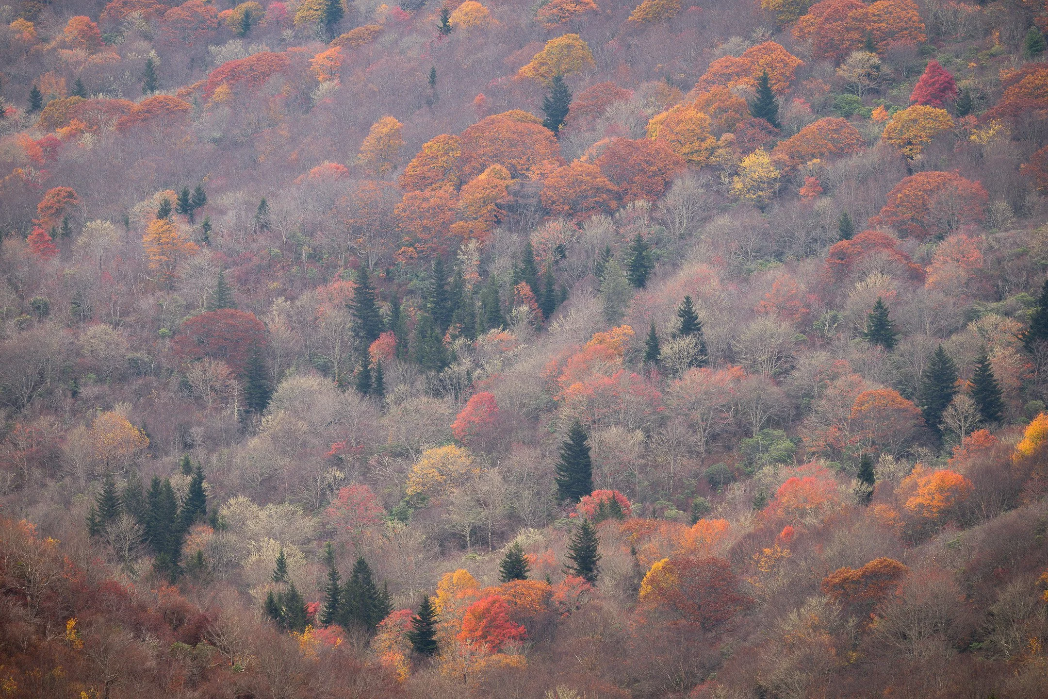 AUTUMN'S LAST BREATH