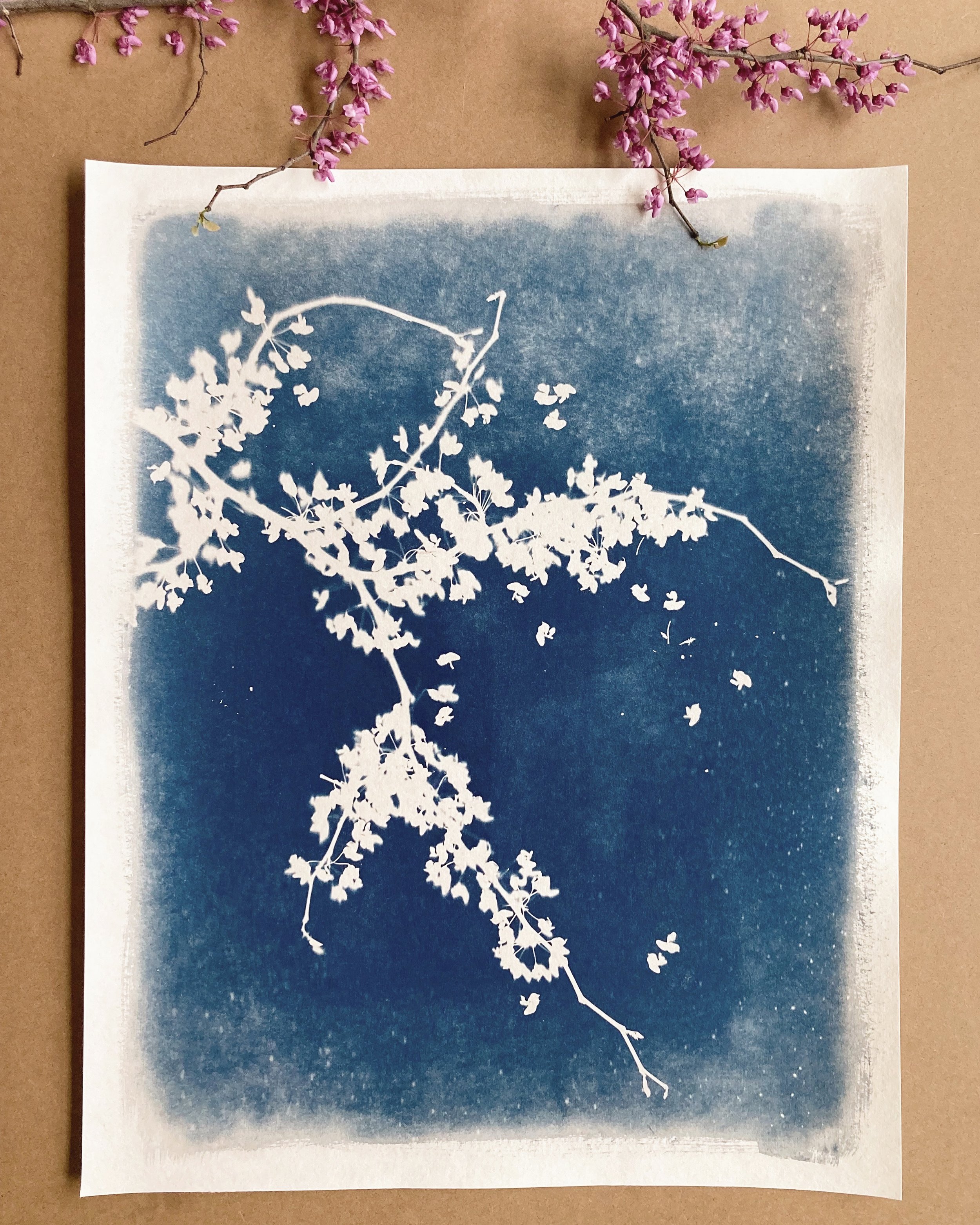 cyano_eastern_redbud2_iphone.jpeg