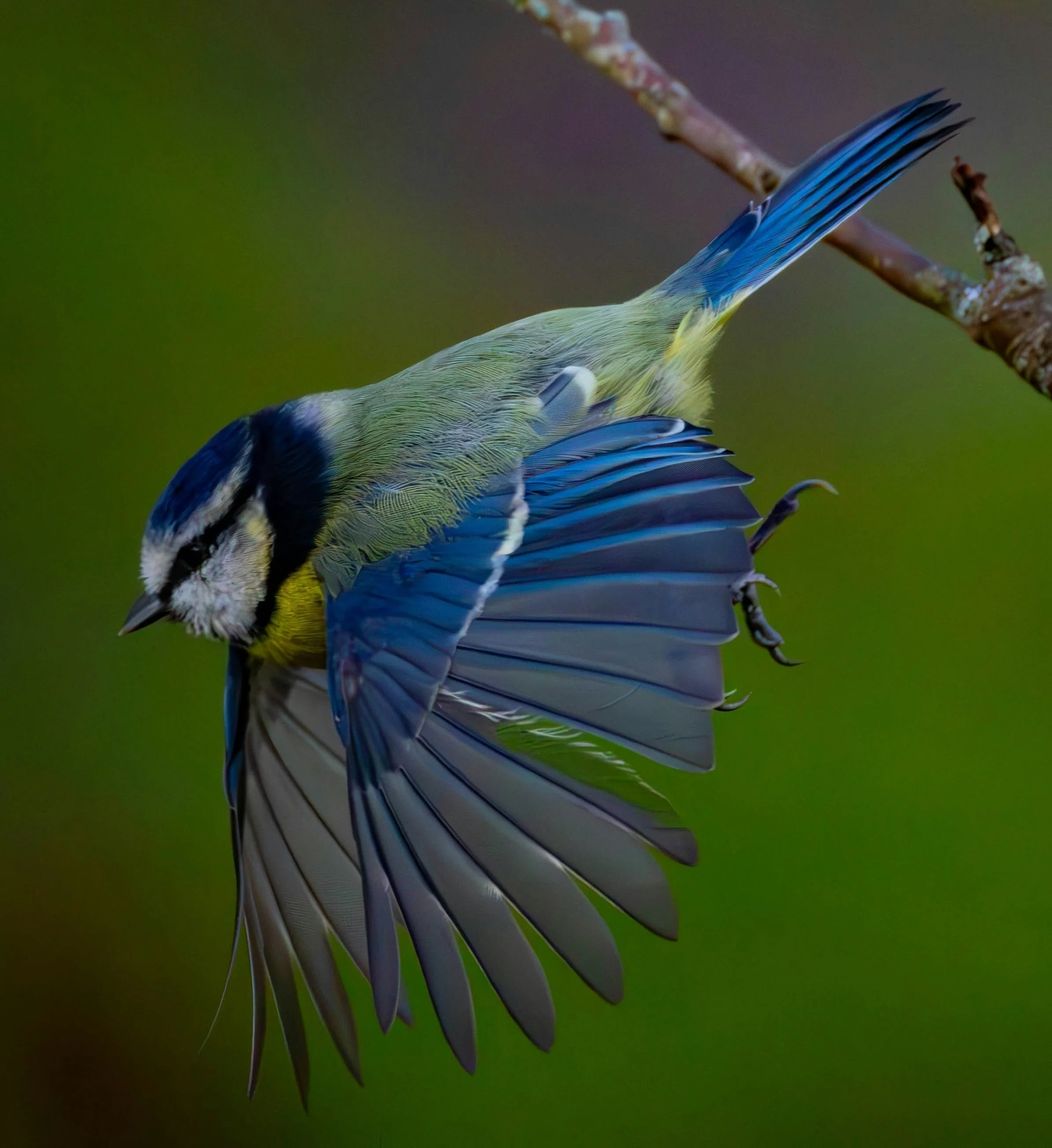 Bird launching into flight, representing a child gaining reading confidence through Orton-Gillingham tutoring
