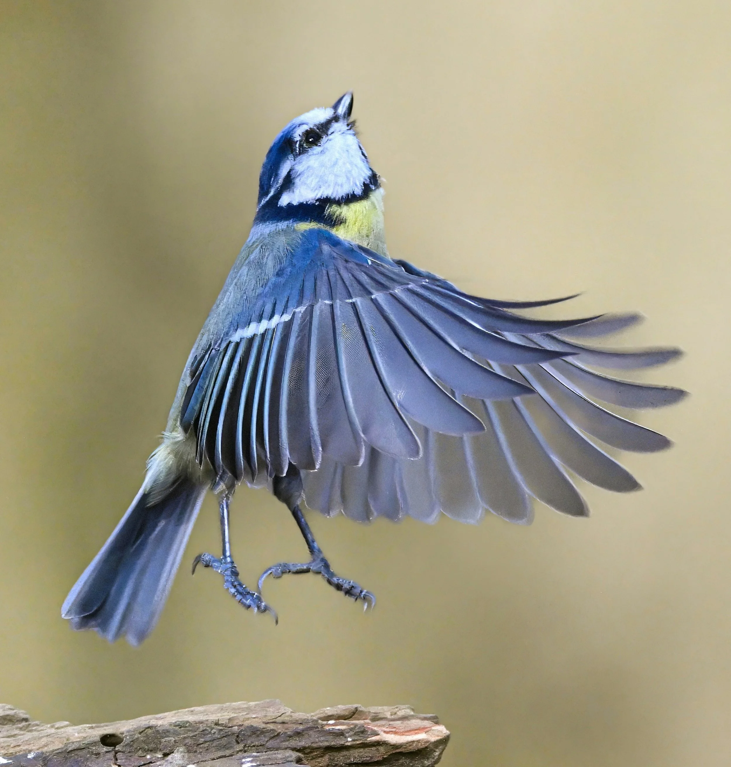 Bird preparing to take flight from a branch, representing the beginning of a child's structured literacy journey