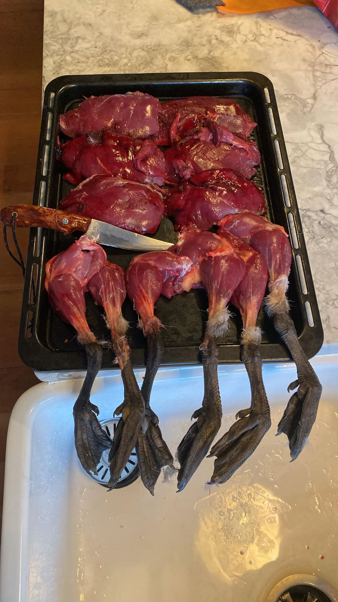 Bird & Trout used on ducks