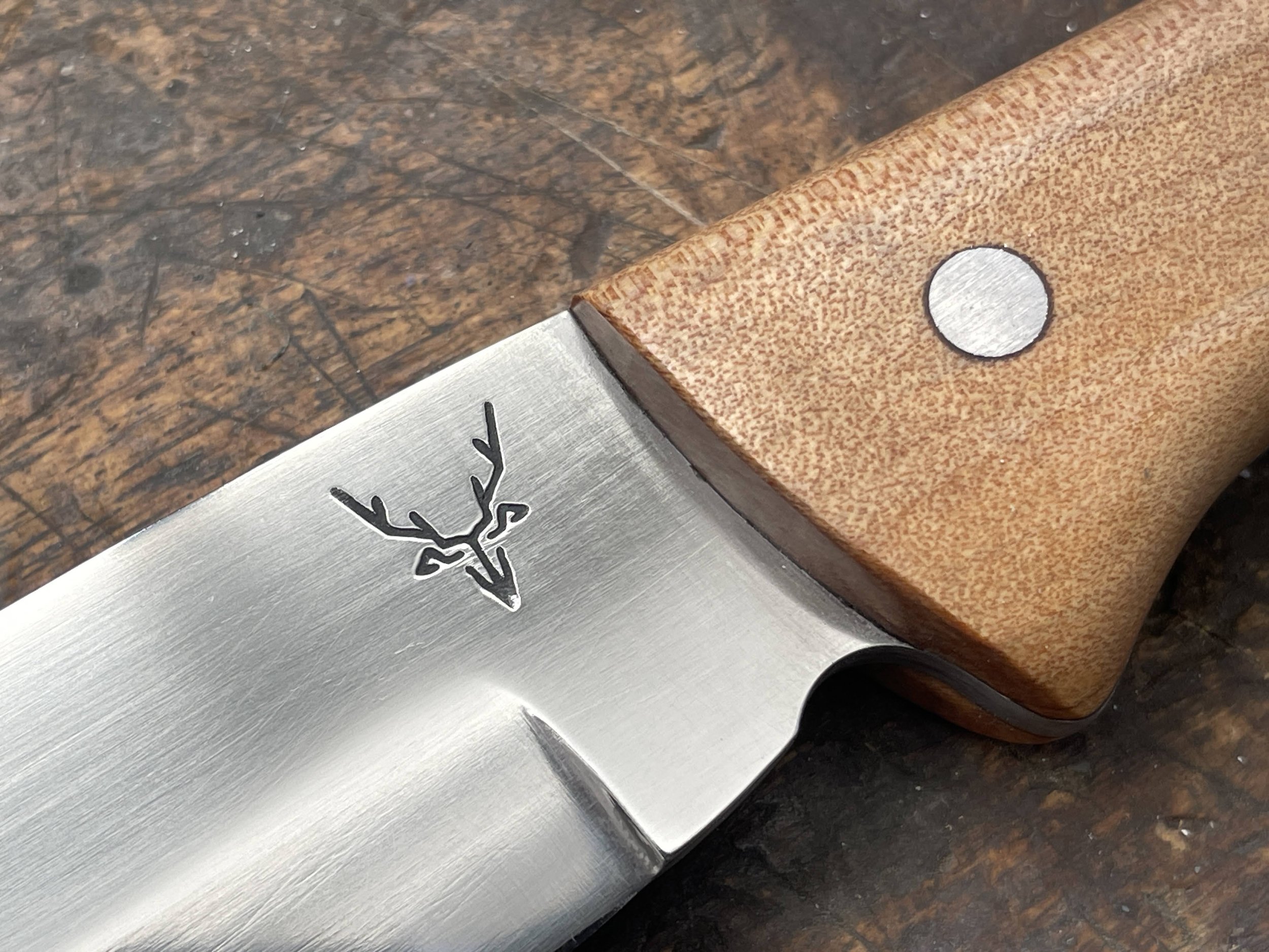 Ultimate Hunter Kauri close up