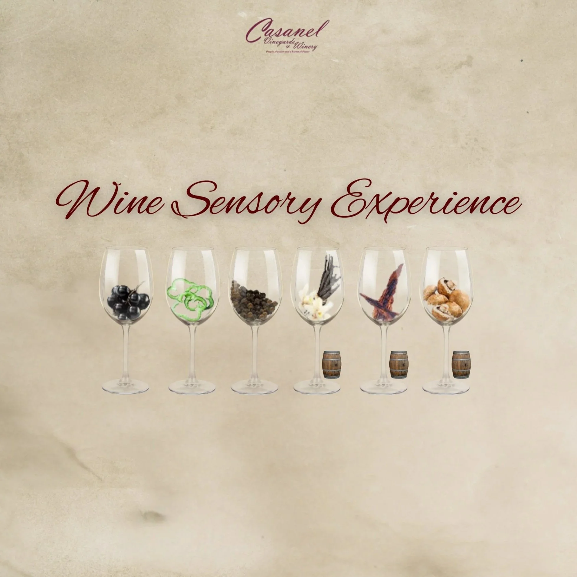 The March Sip: Wine Sensory Experience