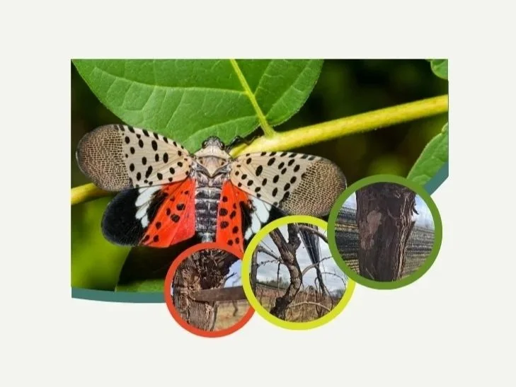 Scrape for the Grape