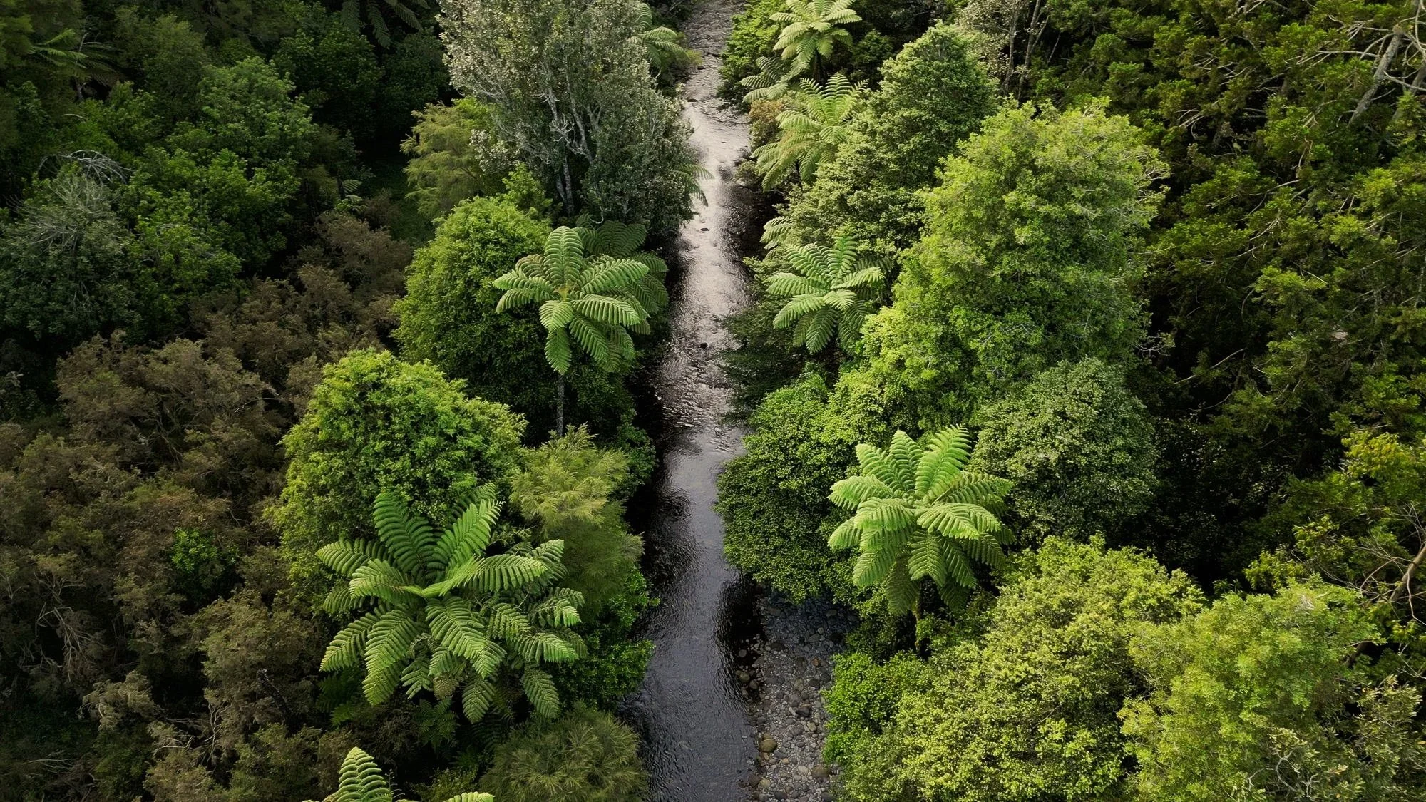 Aerial view of a narrow stream flowing through a dense, lush green tropical forest.