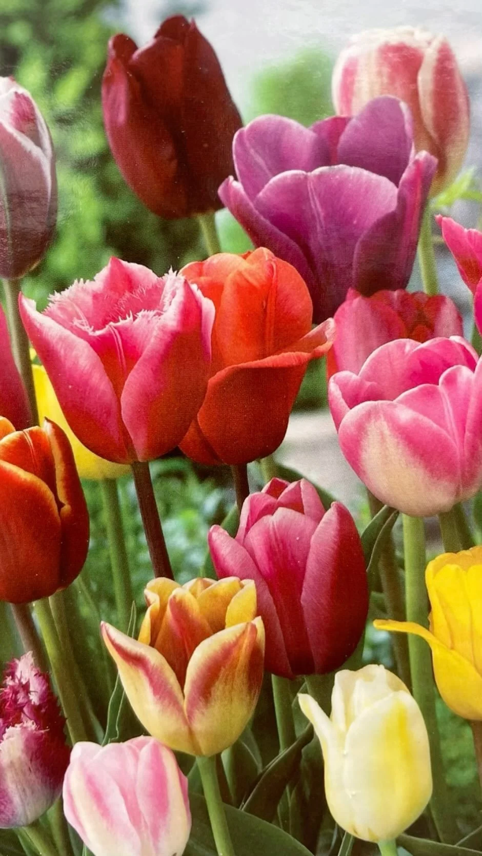Rosie's Gardens & Hughes Landscape