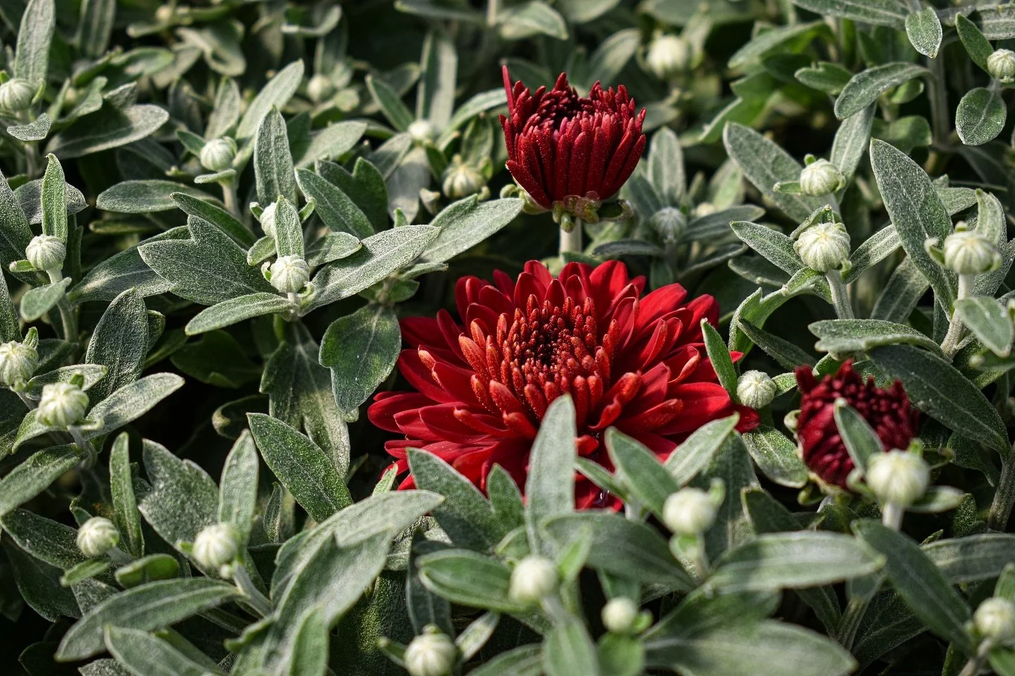 Did you know that today, September 9th, is National Chrysanthemum Day? Although it&rsquo;s a wonderful holiday to celebrate here, it originated in Japan as 𝘒𝘪𝘬𝘶 𝘯𝘰 𝘚𝘦𝘬𝘬𝘶, or Chrysanthemum Day, in 910 CE. Ultimately, the flower became a sym