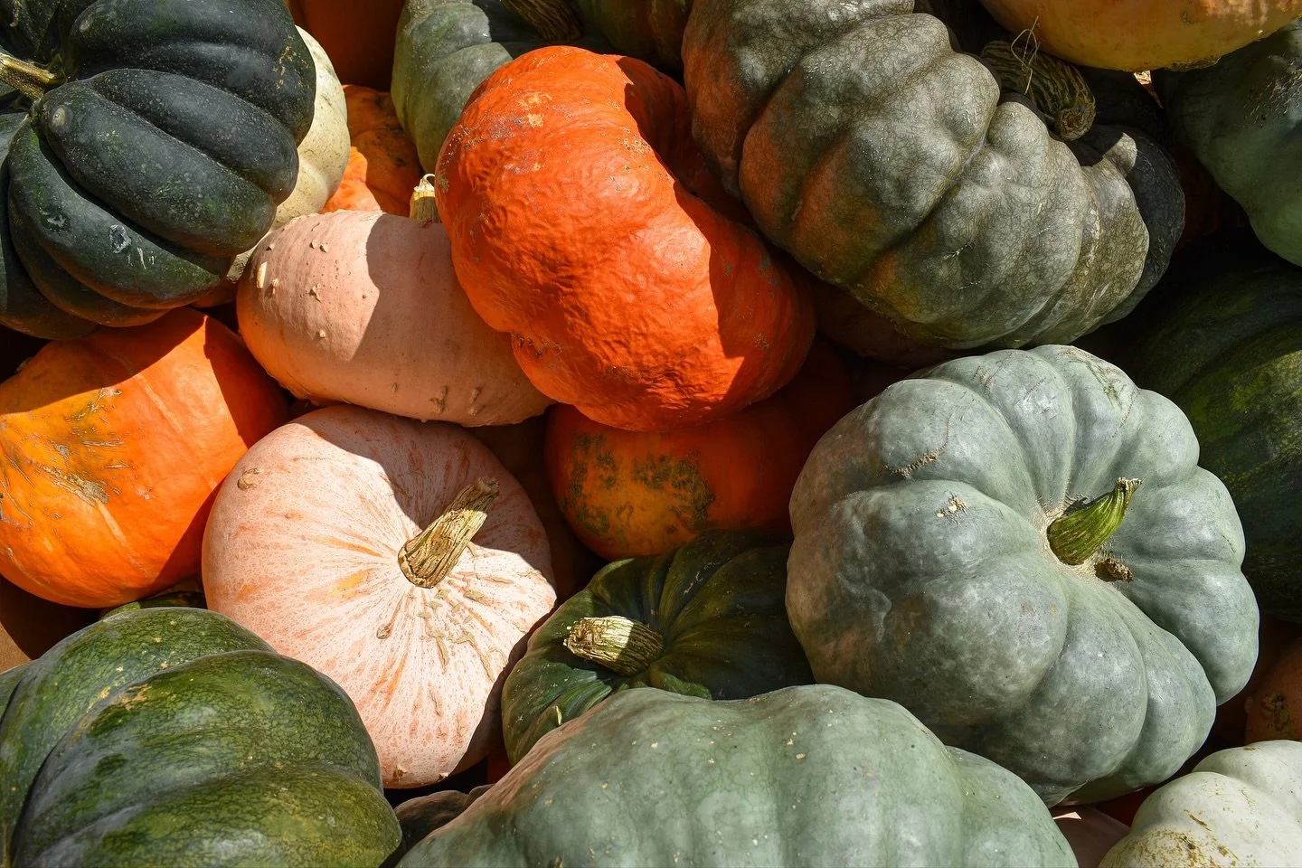 Happy first day of autumn! 🎃🍁 It&rsquo;s time to pumpkin spice things up a bit with some new gourds from our latest seasonal shipment! Nothing is quite as eye-catching as a wonderful, wart-covered pumpkin, but an heirloom pumpkin in an earthy hue i