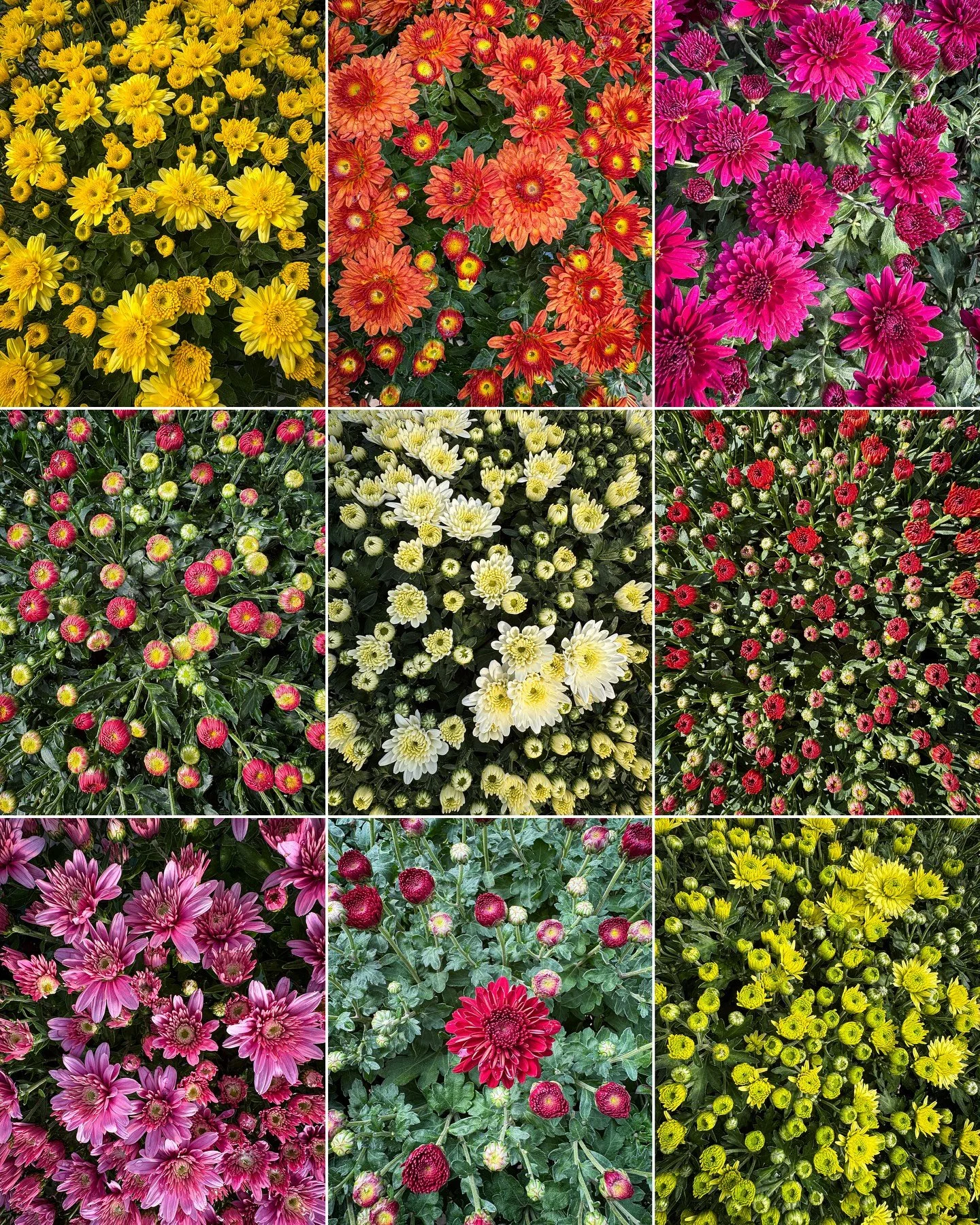 Got a case of the Mondays? Stop by Rosie&rsquo;s and turn it into a case of the Mum-days! We have the most stunning selection of mums of all colors and sizes, and all at different bloom stages to suit your seasonal needs!