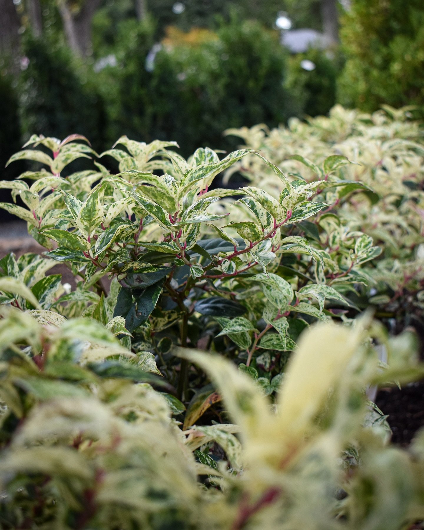 Happy Friday! It’s finally starting to feel like fall in central Indiana, and all the trees are beginning to show their autumn colors. 🍁 In honor, we wanted to share some of our favorite fall foliage and blooms, available for purchase in our t