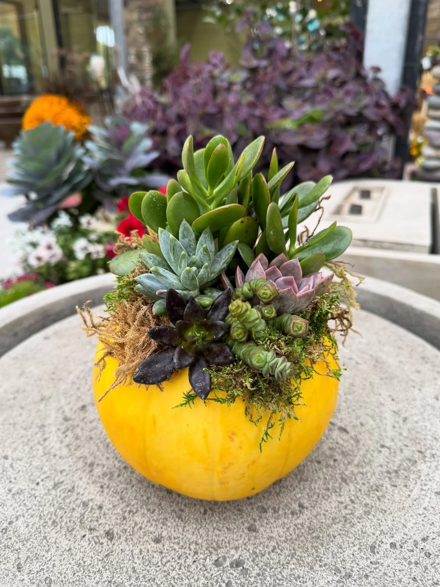 Are you a lover of houseplants and all things autumn? Are you looking for something unique, handmade, and eye-catching to jazz up your seasonal display? Look no further—our succulent pumpkin arrangements are back! 🎃
These cuties are handmade