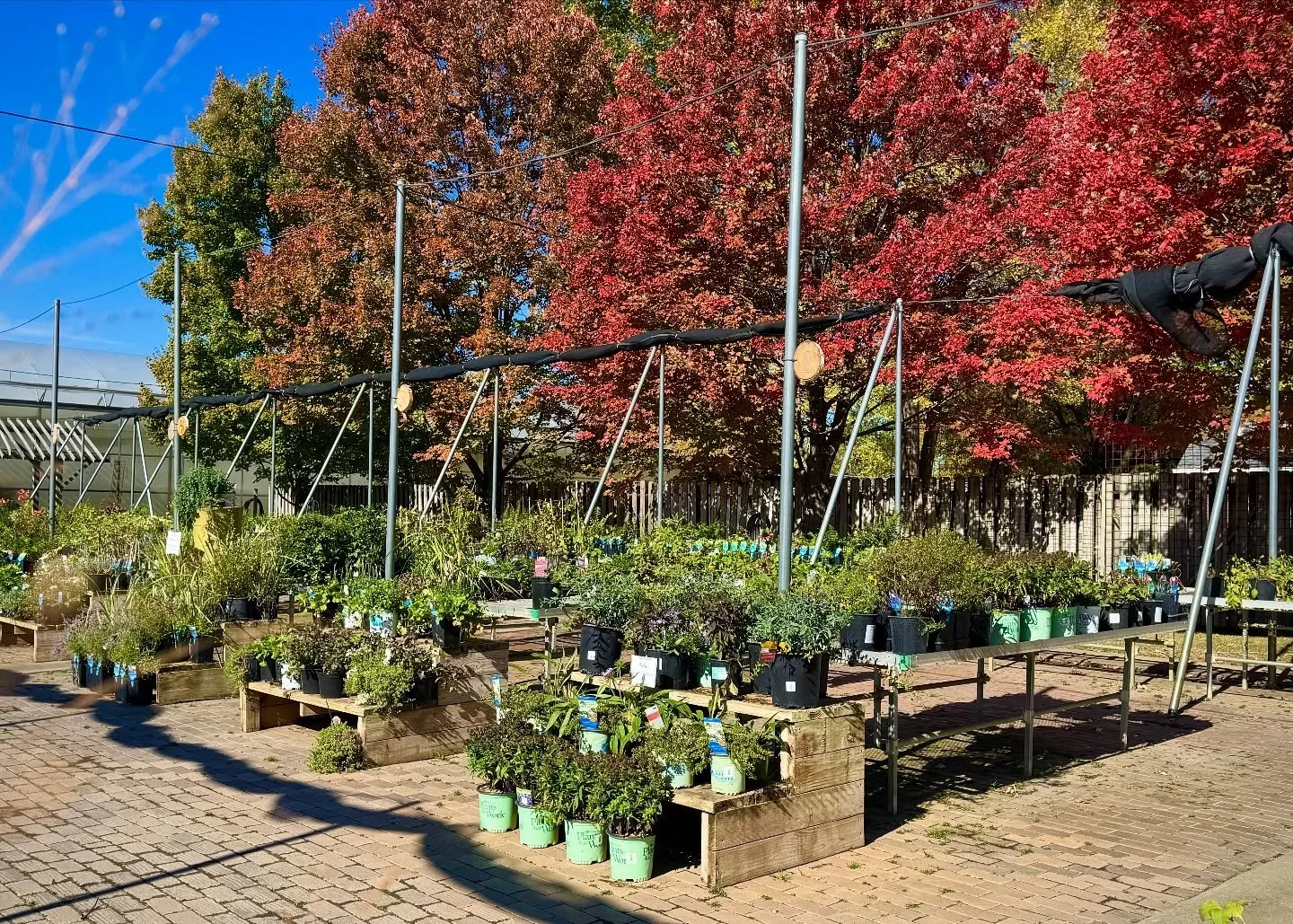 𝗣𝗘𝗥𝗘𝗡𝗡𝗜𝗔𝗟 𝗦𝗔𝗟𝗘 𝗔𝗟𝗘𝗥𝗧!!! ✨
Starting today, we’re running an end-of-season sale on our perennials—quarts and minis are 50% off and all other sizes are 30% off! We also have a clearance section with items marked at their lo