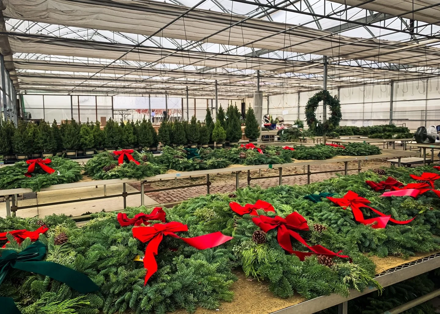 It&rsquo;s beginning to look a lot like Christmas here at Rosie&rsquo;s, and we&rsquo;re ready to help you have a tree-mendous holiday season!&nbsp;

🔴 Our assortment of fabulous loose-cut greens, wreaths, and additional seasonal decor is looking lo