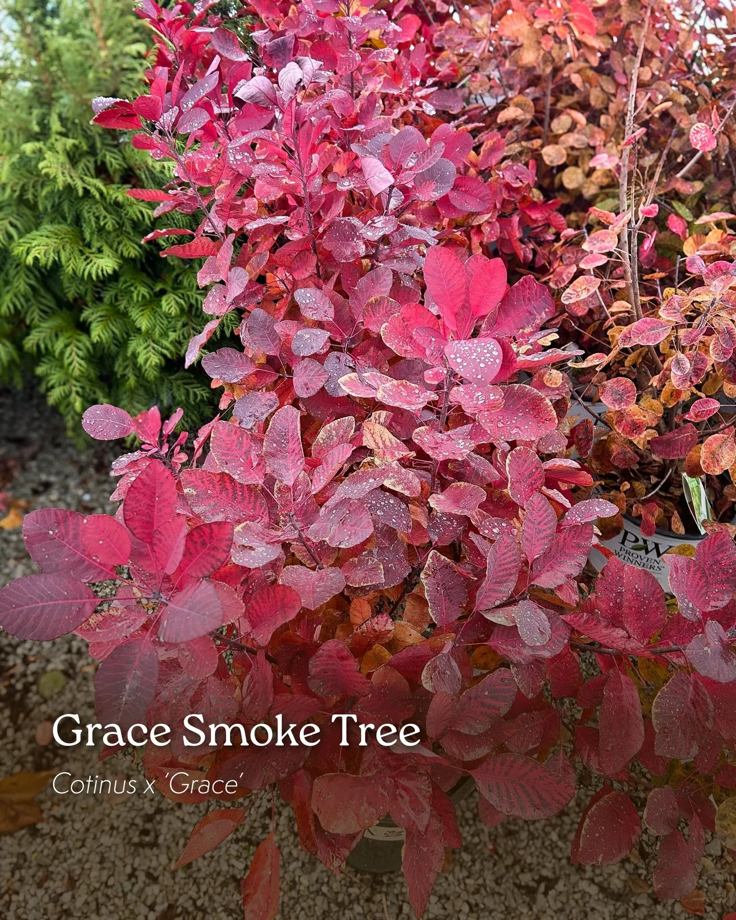 Did you know that it&rsquo;s not too late to plant some beautiful trees and shrubs? 🍂

Although we do recommend planting early enough in the fall for your plants to develop a good root system, certain trees and shrubs are more tolerant of late-seaso