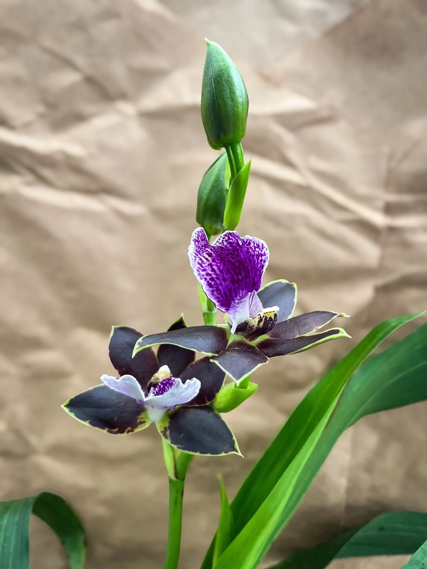 Calling all orchid lovers! Check out some of our gorgeous new selection from Orchids by Hausermann ( @orchidsbyhausermann ) in Illinois! 😍