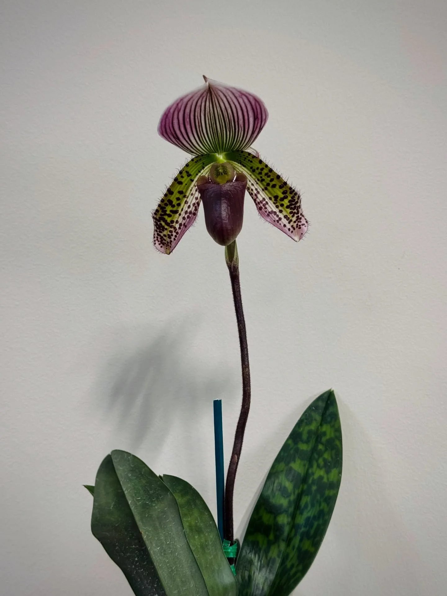 🚨 ORCHID RESTOCK ALERT!!! 🚨

We just got a fresh supply of amazing orchids from The Ping Guy! These beauties sell fast, so come get your dream orchid ASAP!