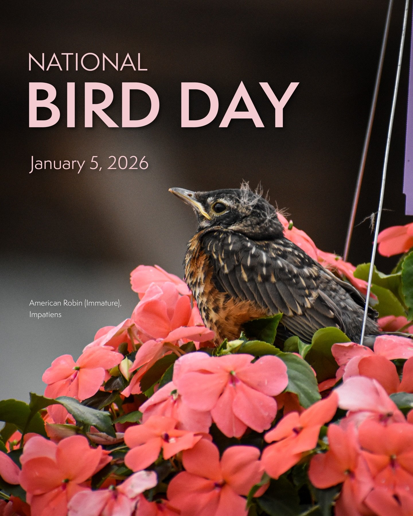 Did you know that nature lovers and birdwatchers across the country recognize National Bird Day annually on January 5th?&nbsp;🐦&zwj;⬛

#NationalBirdDay is a day dedicated to the conservation, preservation, and appreciation of birds. Although there a
