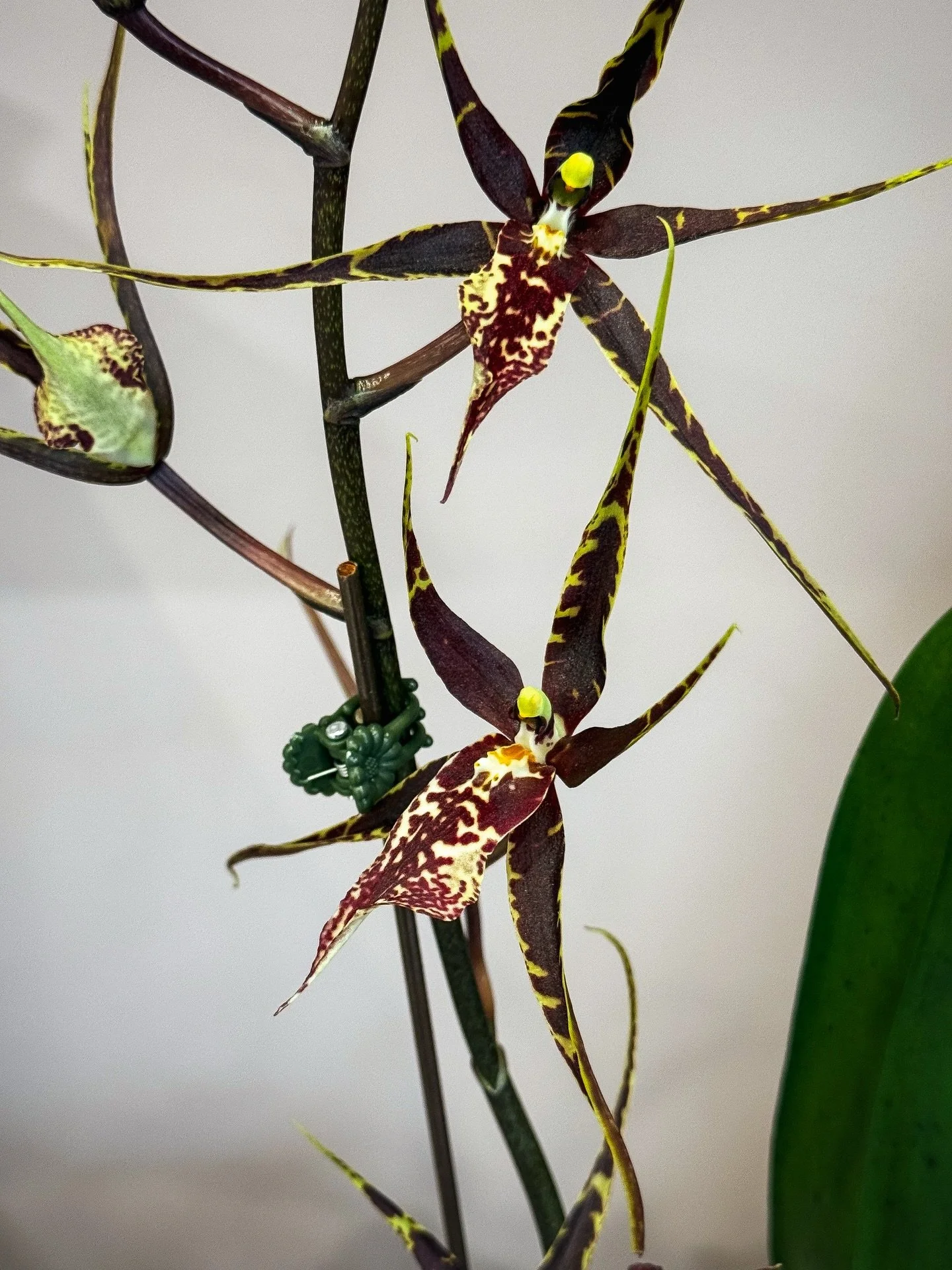 🚨 ORCHID RESTOCK ALERT!!! 🚨

We just got a fresh supply and they&rsquo;re all looking gorgeous! Many orchids in this batch are only barely showing color, but they&rsquo;re ripe with future buds&mdash;so it&rsquo;s the perfect time to buy one and ap