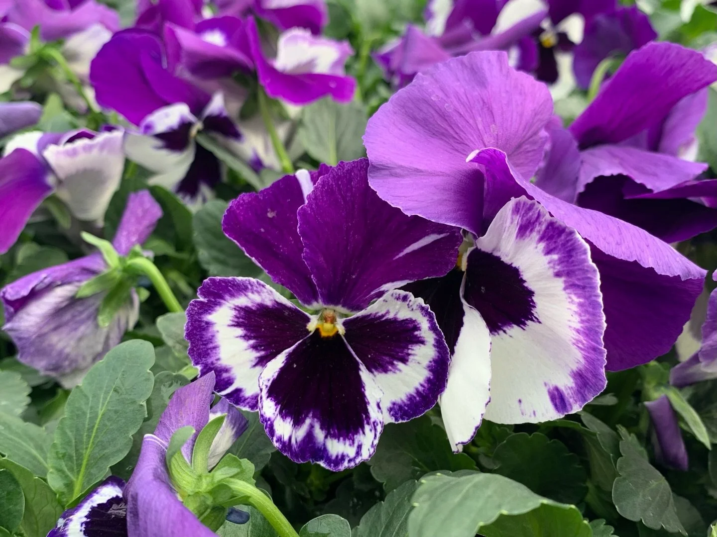 It&rsquo;s a PANSY PARTY! 🎉 Come get a dose of spring, enjoy this warmer weather, and pick out your pansies and violas today!