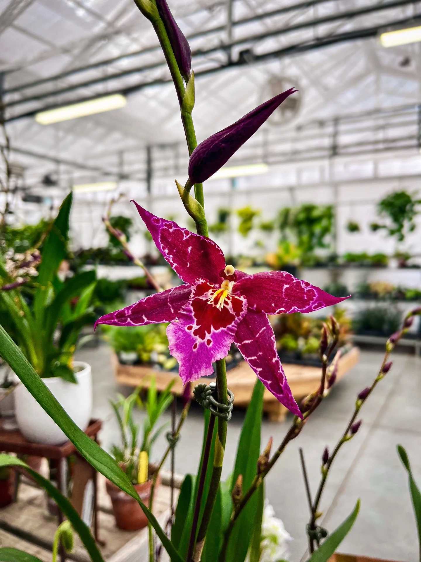 🚨 ORCHID RESTOCK ALERT! 🚨

Come check out our stunning, fresh supply of epiphytic and terrestrial orchids, and soak up some delightful greenhouse humidity while you&rsquo;re here!